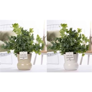 Phlebodium Davana in P&PURE Plant Vase Maxima ass.2