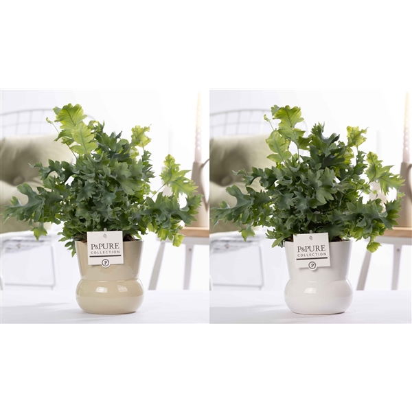 <h4>Phlebodium Davana in P&PURE Plant Vase Maxima ass.2</h4>
