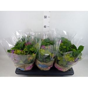 Hydrangea mac. 'Ningbo'