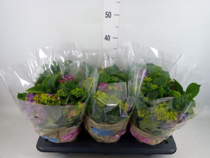 <h4>Hydrangea mac. 'Ningbo'</h4>