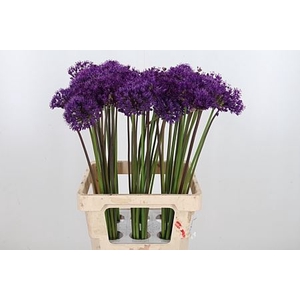 ALLIUM PURPLE SENSATION ALLIUM PURP