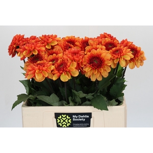 Dahlia American Sunset