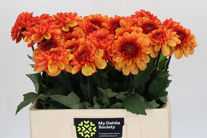 <h4>Dahlia American Sunset</h4>