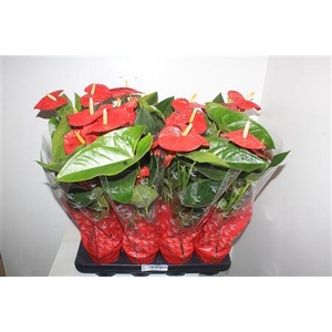 Anthu A Jambo Red 5 Bloemen+