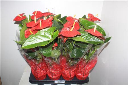 <h4>Anthu A Jambo Red 5 Bloemen+</h4>