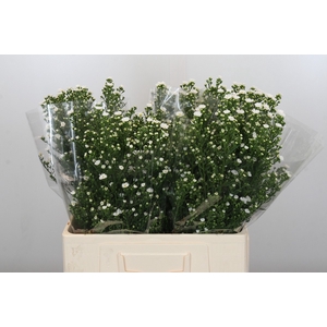 Aster Paquita