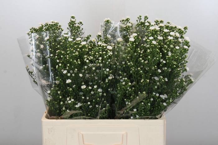 Aster Paquita