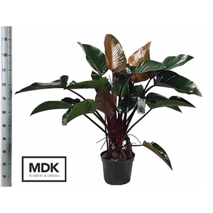 Philodendron Red Beauty 30Ø 110cm