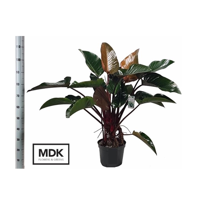 <h4>Philodendron Red Beauty 30Ø 110cm</h4>