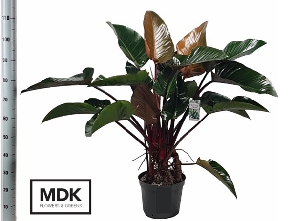 Philodendron Red Beauty 30Ø 110cm