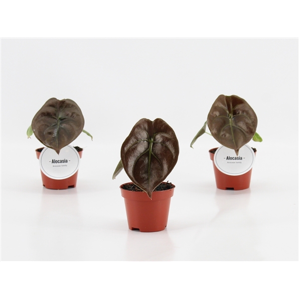 <h4>Alocasia Red Secret</h4>