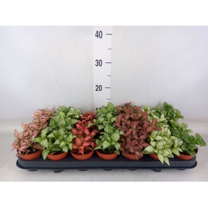Fittonia   ...mix 7