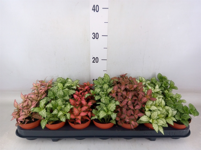 <h4>Fittonia   ...mix 7</h4>