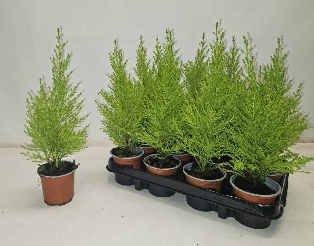 <h4>CUPR MA GOLDC WILMA</h4>