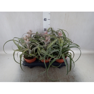 Tillandsia