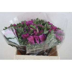 Anem Mistral Super Orchid