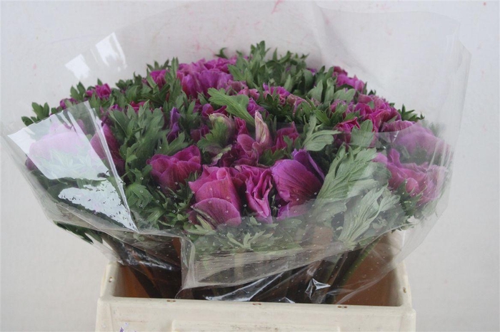 <h4>Anem Mistral Super Orchid</h4>