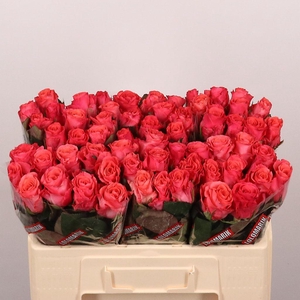 Rosa large pink tacazzi+