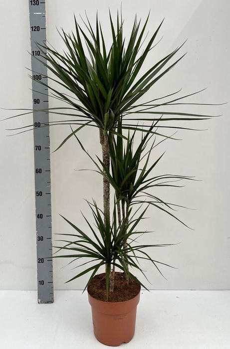 <h4>DRA MARGINATA</h4>