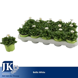 Bellis White p10.5