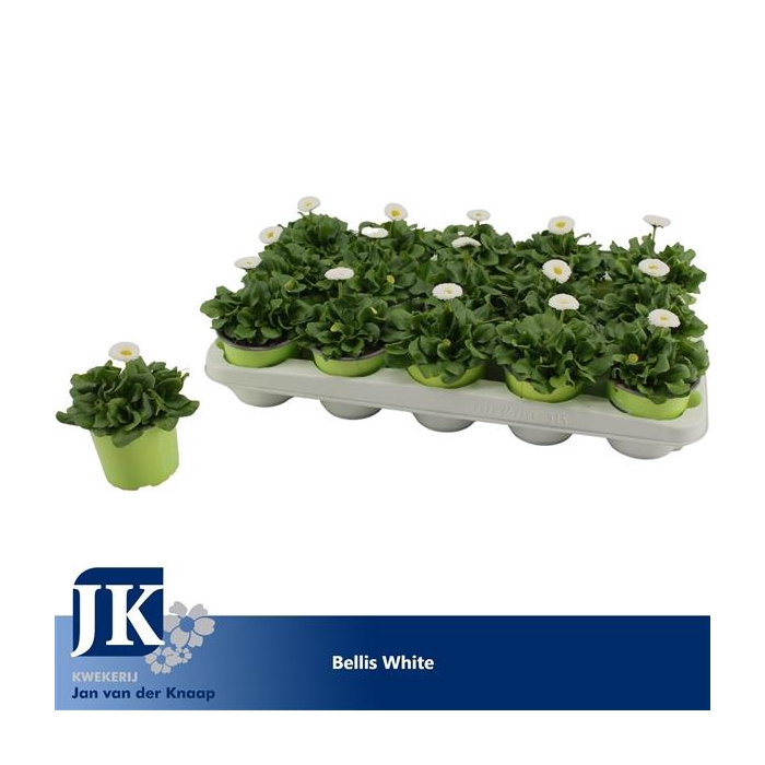 <h4>Bellis White p10.5</h4>