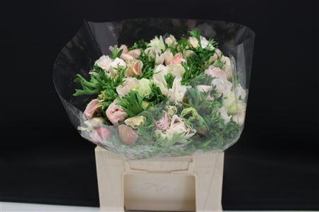 Anem Z Mistral White