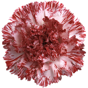 <h4>DIAN.ST. Montoya</h4>