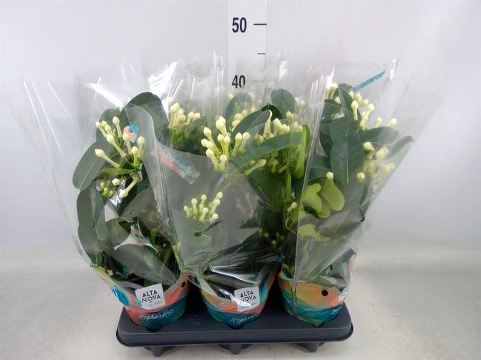 <h4>Stephanotis floribunda   ...</h4>