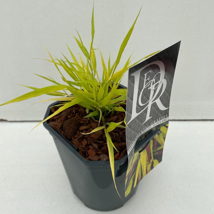 <h4>Hakonechloa macra</h4>