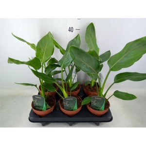 Strelitzia reg.   ...no flowers