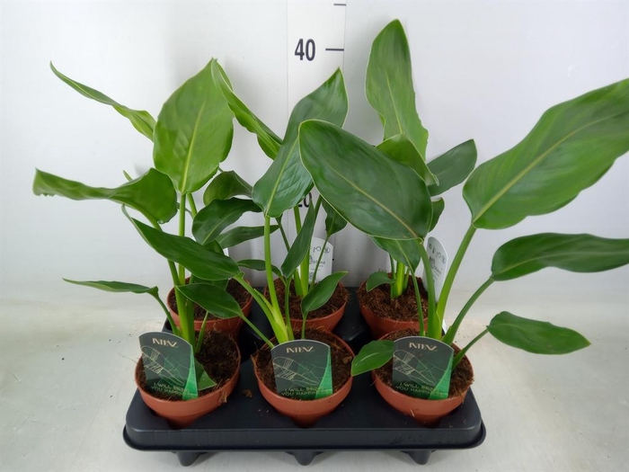 <h4>Strelitzia reg.   ...no flowers</h4>