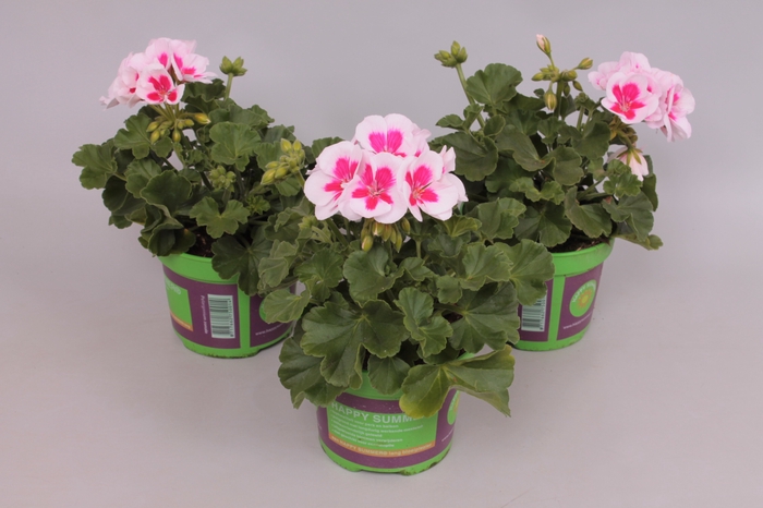 Pelargonium zonale Americana White Splash