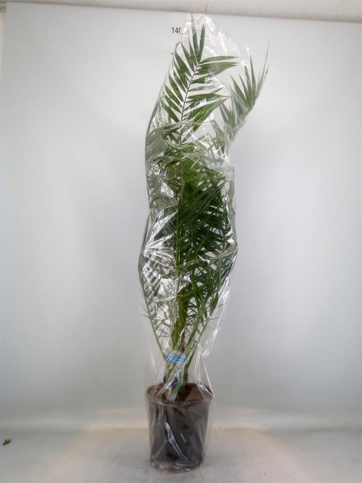 <h4>Phoenix canariensis</h4>