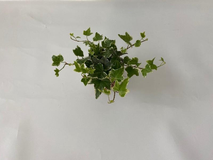 <h4>Hedera He Eva beperkt leverbaar</h4>