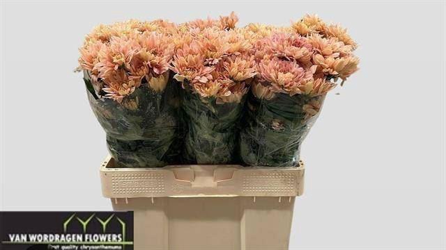 <h4>CHR TR KALIMBA SALMON 445 GR.</h4>