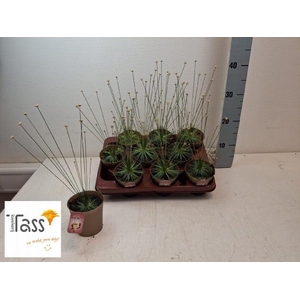 SYNGONANTHUS MIKADO