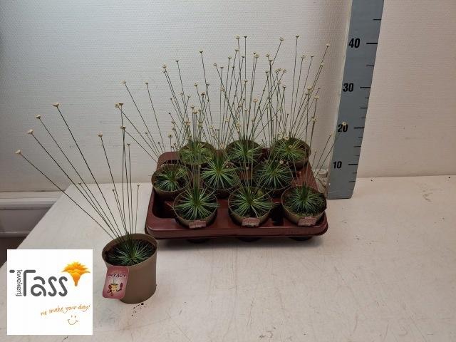 <h4>SYNGONANTHUS MIKADO</h4>