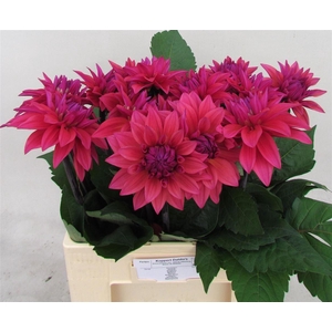 Dahlia Feline Yvonne