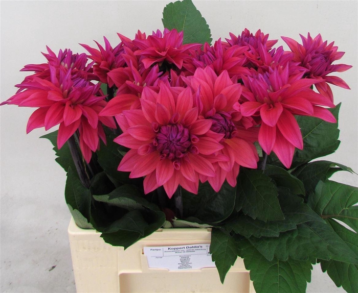 <h4>Dahlia Feline Yvonne</h4>