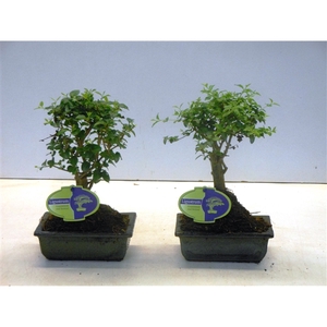 Ligustrum sinensis, 15cm., broom, without drip tray