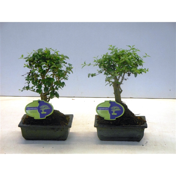 <h4>Ligustrum sinensis, 15cm., broom, without drip tray</h4>