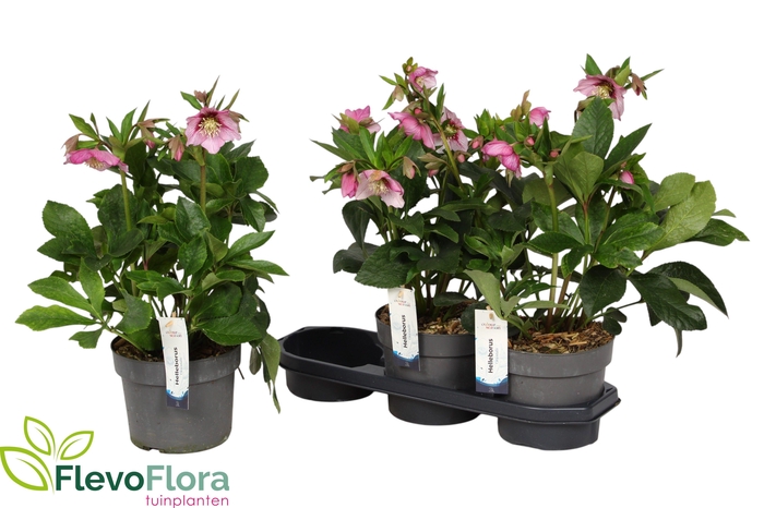 <h4>HELL VIV BATISTA</h4>