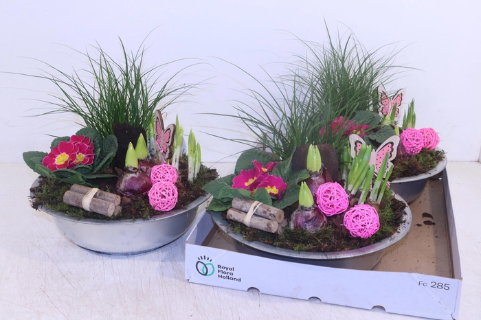 <h4>ARR TUINPLANTEN</h4>