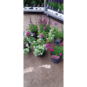 VASTE PLANTEN OV