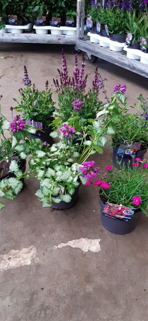 VASTE PLANTEN OV