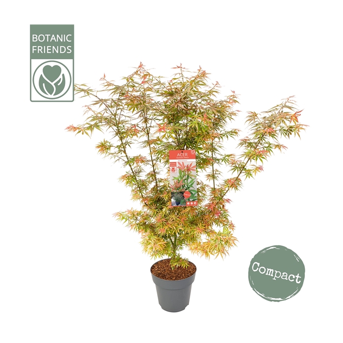 <h4>Acer palm. 'Jerre Schwartz'</h4>