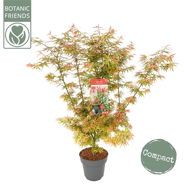 <h4>Acer palm. 'Jerre Schwartz'</h4>