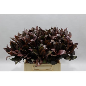 Cordyline Compacta Black 45 Cm