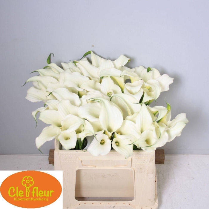 <h4>CALLA CRYSTAL BLUSH ZANT CRYSTAL BL</h4>