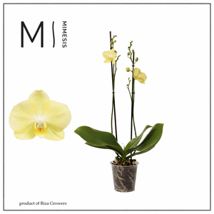 Phalaenopsis Mirage 2 spike - 12cm | Mimesis